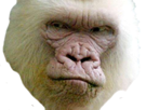 colere-venere-animal-gorille-other-albinos