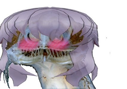 blush poisson deprime kj