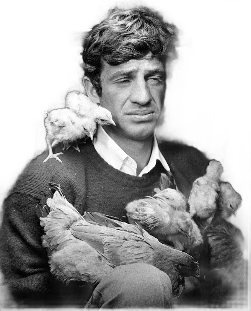 belmondo poule content cot fatigue