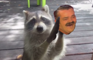 raccoonissou risitasraccoon issouraton