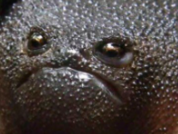 icon losy lesuicidaire potite esthete akt risitas poutit poti ark grenouille