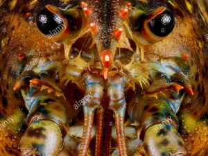 homarded sah unhomard