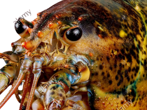 jesus unhomard guacamole homard