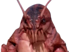 other-unhomard-homme-homard-crayfish