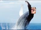charlotte-op-piece-big-baleine-one-linlin-cachalot-mom-cetace-risitas