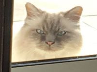Sticker risitas de chat op vener l par celestin9000