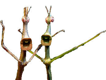 jesus insecte eussou ahi gneussou isse risitas phasme issou goudja