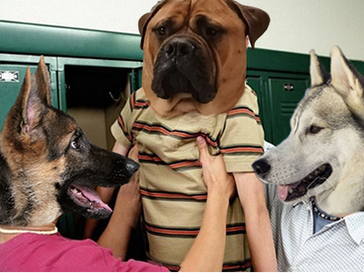 celestin chien victime