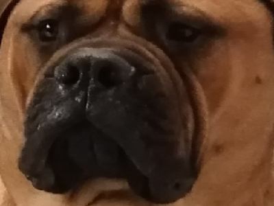 juge jvc pokerface serieux animal colere wouf chien