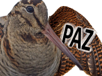 paix bec mignon paz becasse risitas plume plumes oiseau