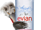 oiseau-risitas-bec-source-regard-evian-pelican-plume