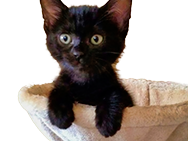 jvc yimaz sticker chat chaton