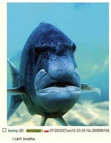 poisson 4chan swim breath george other fish floyd