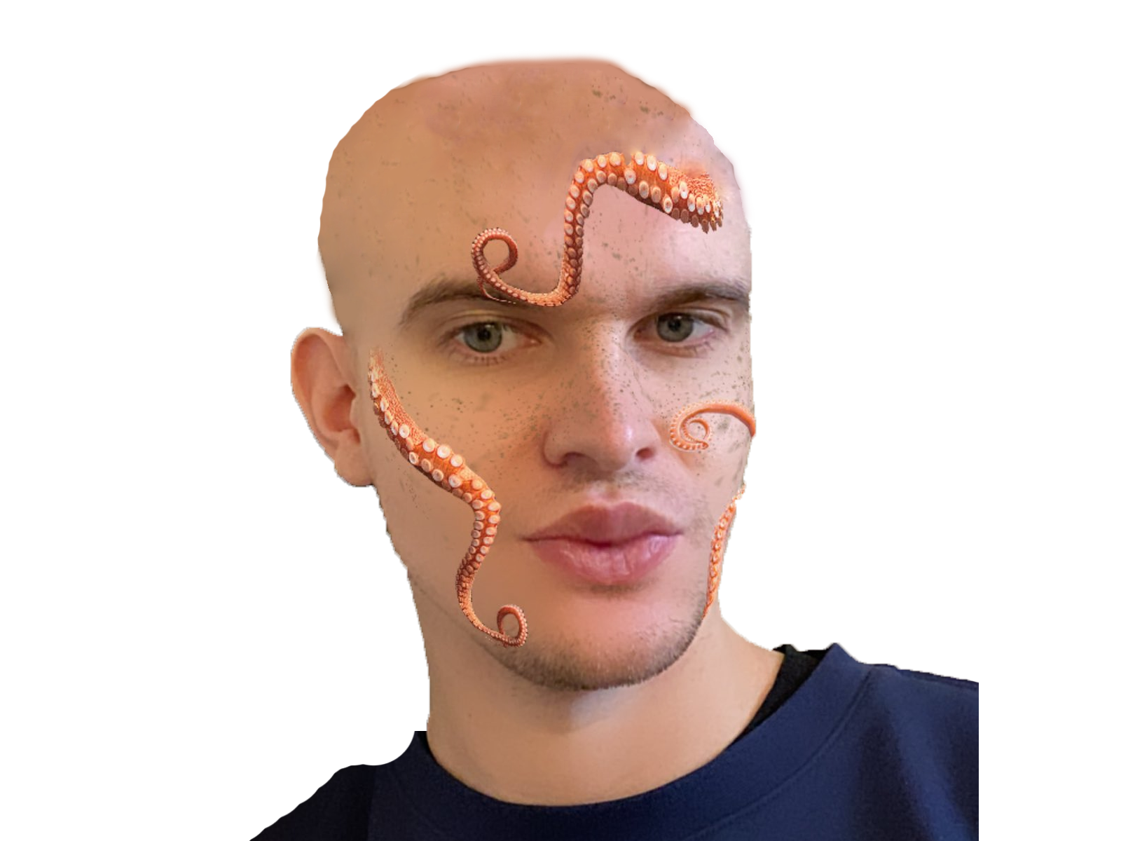 chauve cuckbalas rhobalas