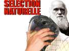 oiseau-naturelle-selection-rire-main-risitas-darwin