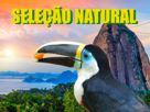 brasil-selection-oiseau-risitas-naturelle-selecao-toucan-bresil-natural