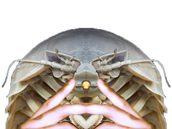 ent risitas acarien paz