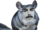 obese-harrison-other-couilles-beatles-chinchilla-george