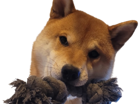 chien odin inu shiba other