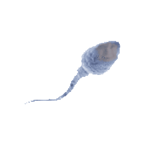 claire clairedearing dearing spermatozoides sperme spermatozoide