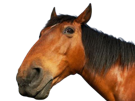 cavalier-chevaled-other-chevalier-cheval