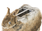 cursed pain grille lapin other