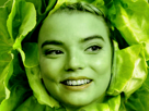 laitue-chou-anya-bio-vert-legume-ecologie-joy-salade-taylor