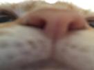 nez-2-other-zoom-chat-cat-truffe