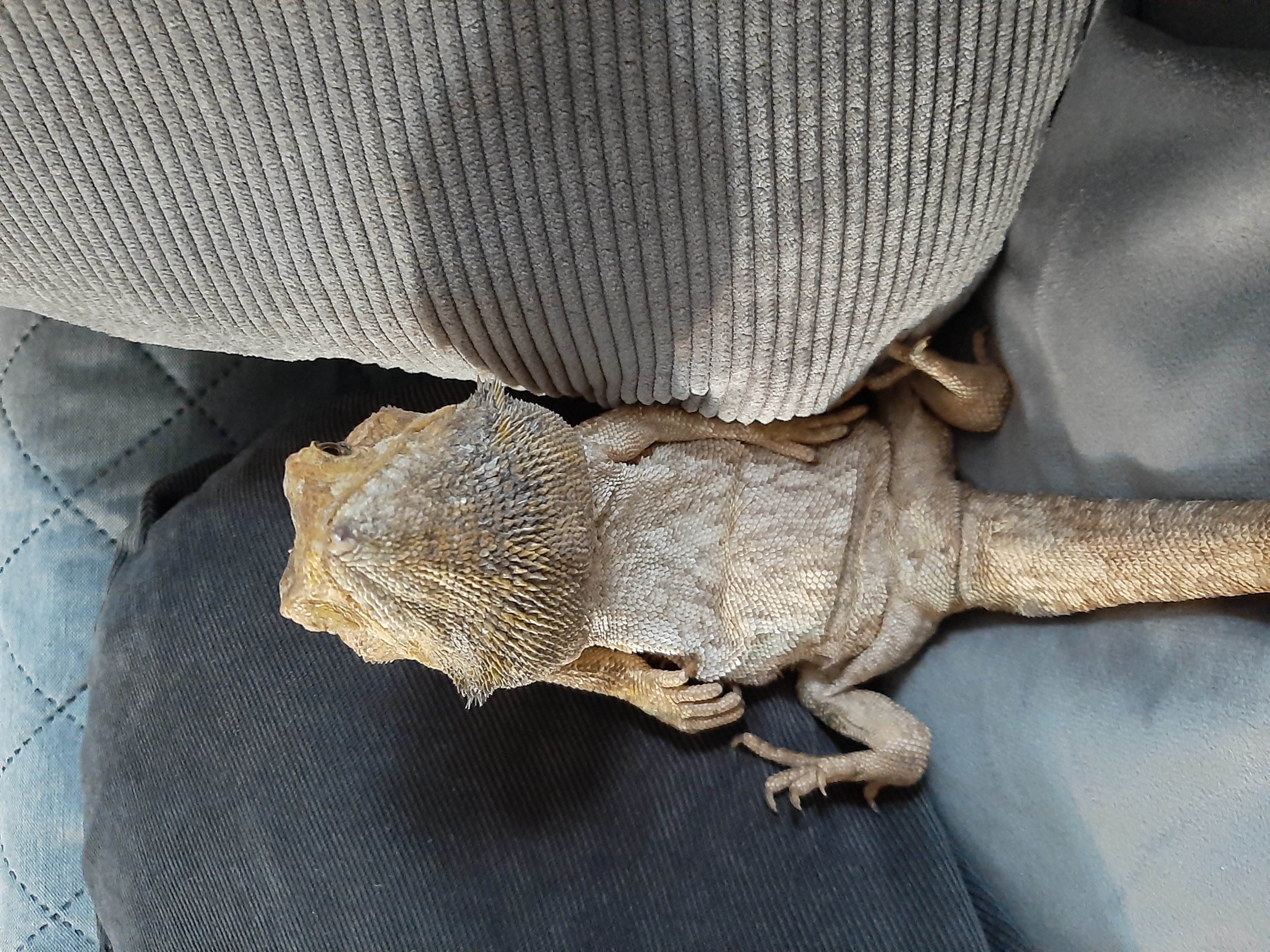 reptile farouche lezard risitas