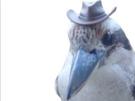 inspecteur-chapeau-hat-other-bird-oiseau