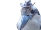 hat-chapeau-oiseau-inspecteur-bird-other