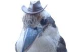 bird-oiseau-other-hat-inspecteur-chapeau