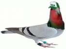 400euro-pigeon-hasel-jvc