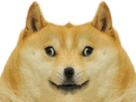 dogecoin-other-doge-mirroir-wow