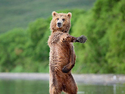 pazification ours paz danseur danse