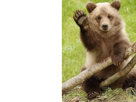 bear-ours-salut-other-animal-salutation