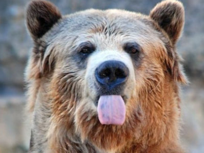 animal ours other langue