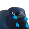 triste-jvc-pleur-corbeau
