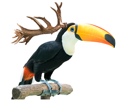 other-cancer-poste-toucan-ou-cerf