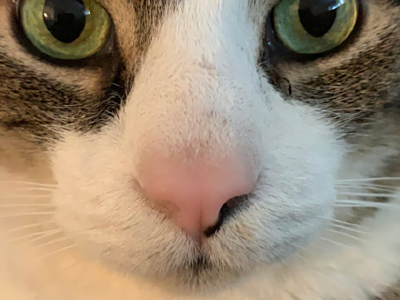 mignon chelou issu aya lol car chat louche