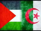 jvc-arabes-risitas-pays-drapeau-algeriens-algerie-palestiniens-palestine