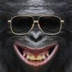 dump-crypto-pump-wallstreet-jvc-bitcoin-banane-balkany-gorille-chimp-bourse-chimpanze-riche-bonobo-singe