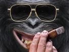 bitcoin-dump-primate-risitas-cigare-bourse-riche-finance-classe-eth-lunettes-pump-fumette-main-singe-balkany-btc-fumer-smoke-monkey-bling