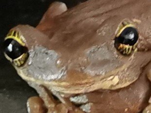 risitas grenouille animal sourire