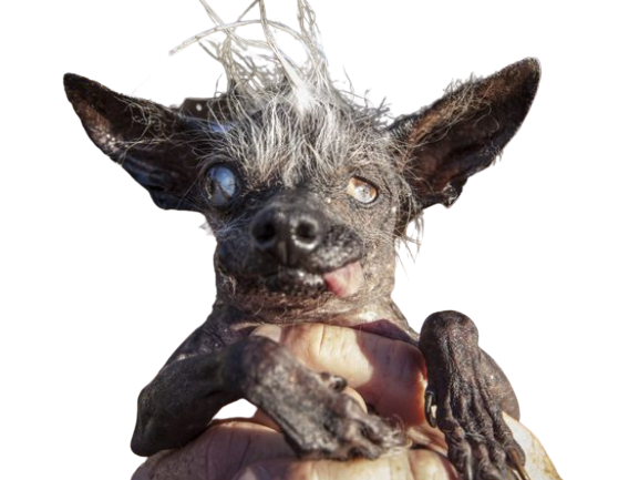 premier chien regard