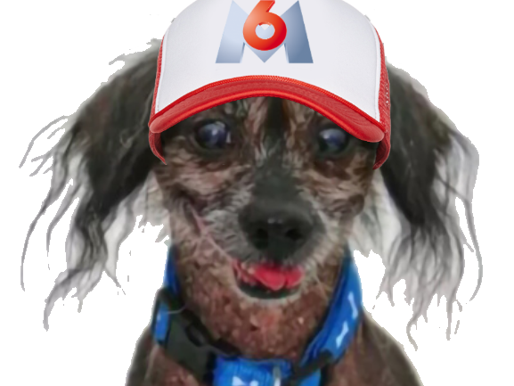 premier chien regard