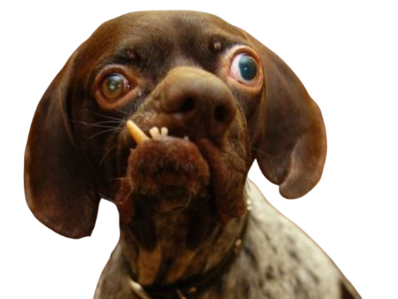 risitas regard chien premier