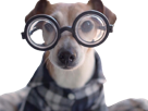 other-chien-m6-lunettes-m6i