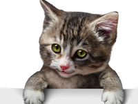 chat chaton chatoune