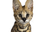 other-serval